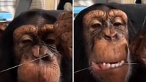 Hilarious video shows chimpanzee taking care of dental hygiene