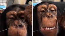 Hilarious video shows chimpanzee taking care of dental hygiene