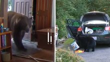 Shocking video shows bears destroying homes and stealing food