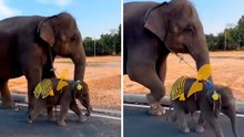 Video: This baby elephant in a bee costume is the cutest thing you’ll see today