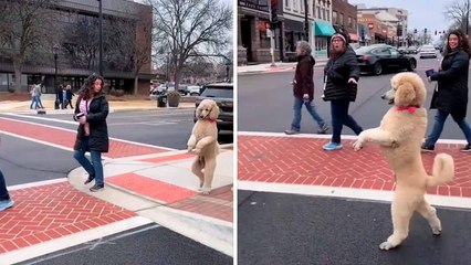 Hilarious videos show dogs that think they’re bipeds