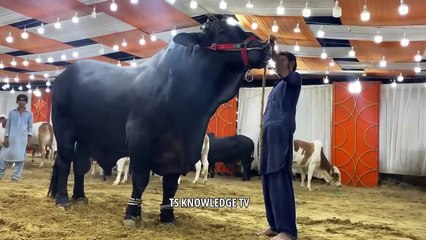 Biggest Black Bulls of 2024-25 ll Marjan Cattle Farm #cattle #mandi #bull #cow #bakramandi #qurbani