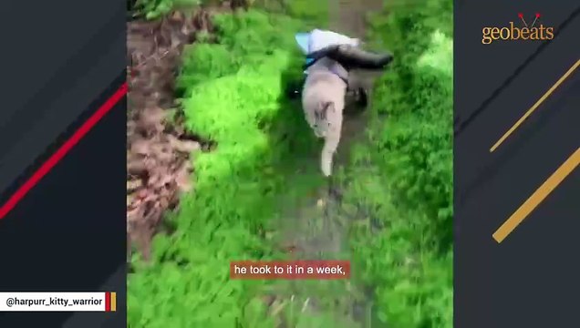 Paralyzed cat's hilarious reaction to wheelchair