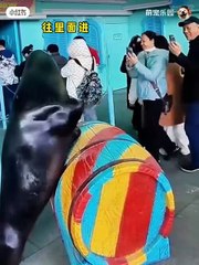 Funny Animal Videos - Funniest Kittens - Cats And