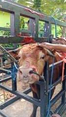 Pelaksanaan Qurban pada Idul Adha 1445 H di masjid Al Muhtadin Dayakan Pengasih Kulon Progo