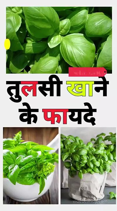 Benefits of Eating Tulsi Leaves Daily