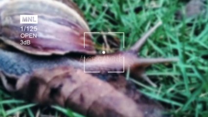 SNAIL WALK WITH RELAXING MUSIC - JALAN SANTAI BEKICOT DENGAN MUSIK YANG SANTAI