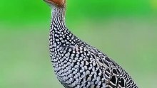 All video about birds life and hunting birds etc