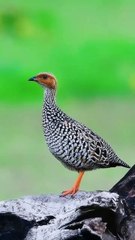 All video about birds life and hunting birds etc