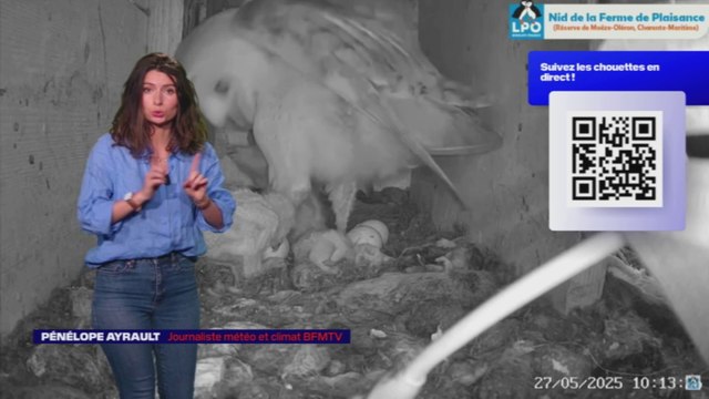 LES NUITS DE LA CHOUETTE - Le hibou grand-duc, plus grand rapace nocturne du monde