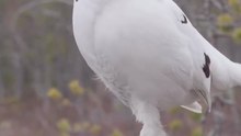 All video about birds life and hunting birds etc