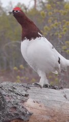 All video about birds life and hunting birds etc