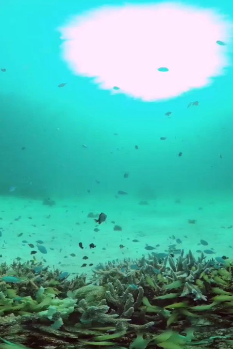 Fish or turtle ki friendship.