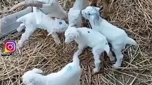 All video about birds life and hunting birds etc