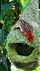 All video about birds life and hunting birds etc