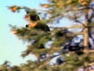 Wild Wolves with David Attenborough