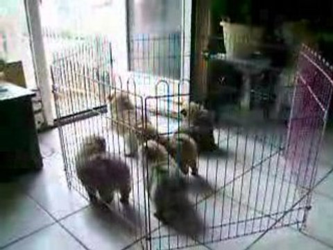 Chiots Alaska 7 semaines