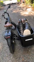 How Can High-End Dog Accessories Transform Your Pet’s Look?