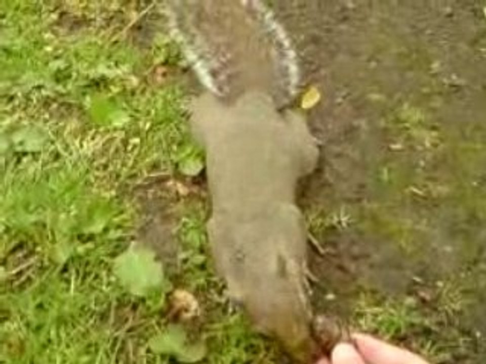 Rencontre avec les squirrels !