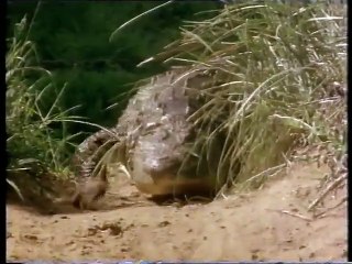 Crocodile-The Smiling Predator