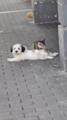 Graban a un gato masajeando a un perro en plena calle