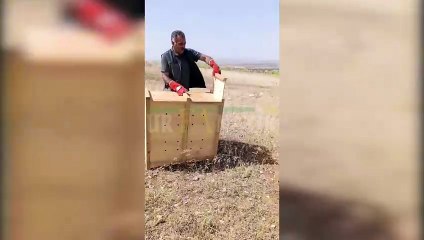 Şanlıurfa’da Kazayla Başlayan Hikâye Mutlu Bitti: Yaralı Tilki Sağlığına Kavuştu