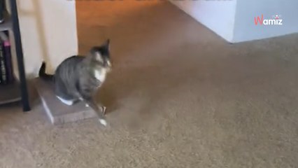 Ces chats regardent leurs maîtres faire les valises : un objet innocent sème le chaos devant 1,3M de personnes (vidéo)