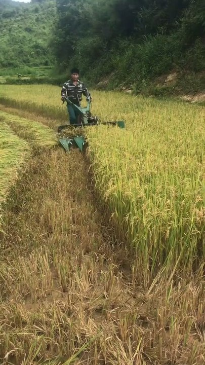 rice cutting machine