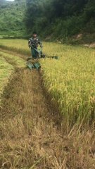 rice cutting machine