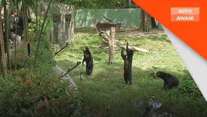 Kenyataan tular pelawa Nik nazmi jadi penasihat Zoo Negara adalah palsu