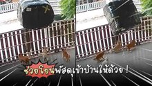 "พี่ช่วยยกพัสดุเข้าบ้านหน่อยครับ” แต่เจอซีนหมาป่วน 4 ตัว เหนื่อยทั้งคนทั้งหมา !