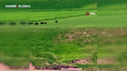 Horasan’da domuz sürüsü görüntülendi