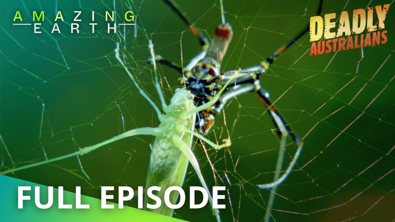 Amazing Earth: Australian creatures that can kill with one bite!