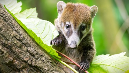 Nasenbären-Nachwuchs: Patchworkfamilie aus dem Tierreich