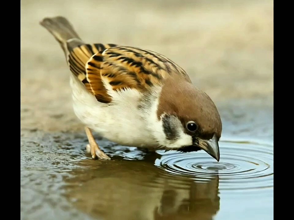 Bird eating water