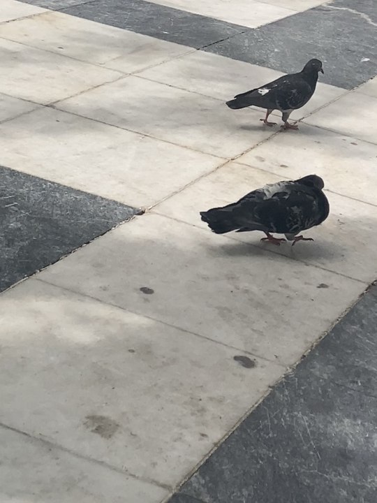 Pigeons in Athens
