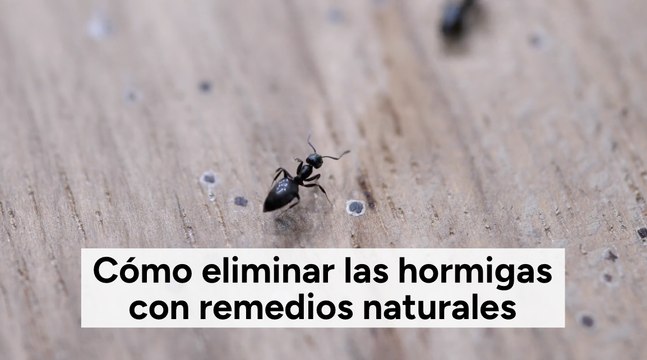 Cómo eliminar las hormigas con remedios naturales
