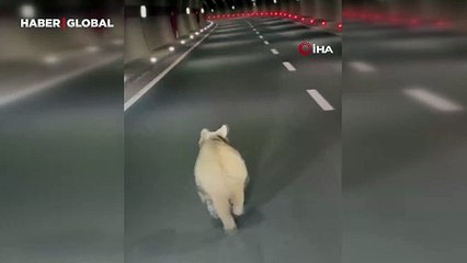 Tünelde koşan ayı cep telefonu kamerasında