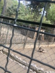 Goats. And that one birdie