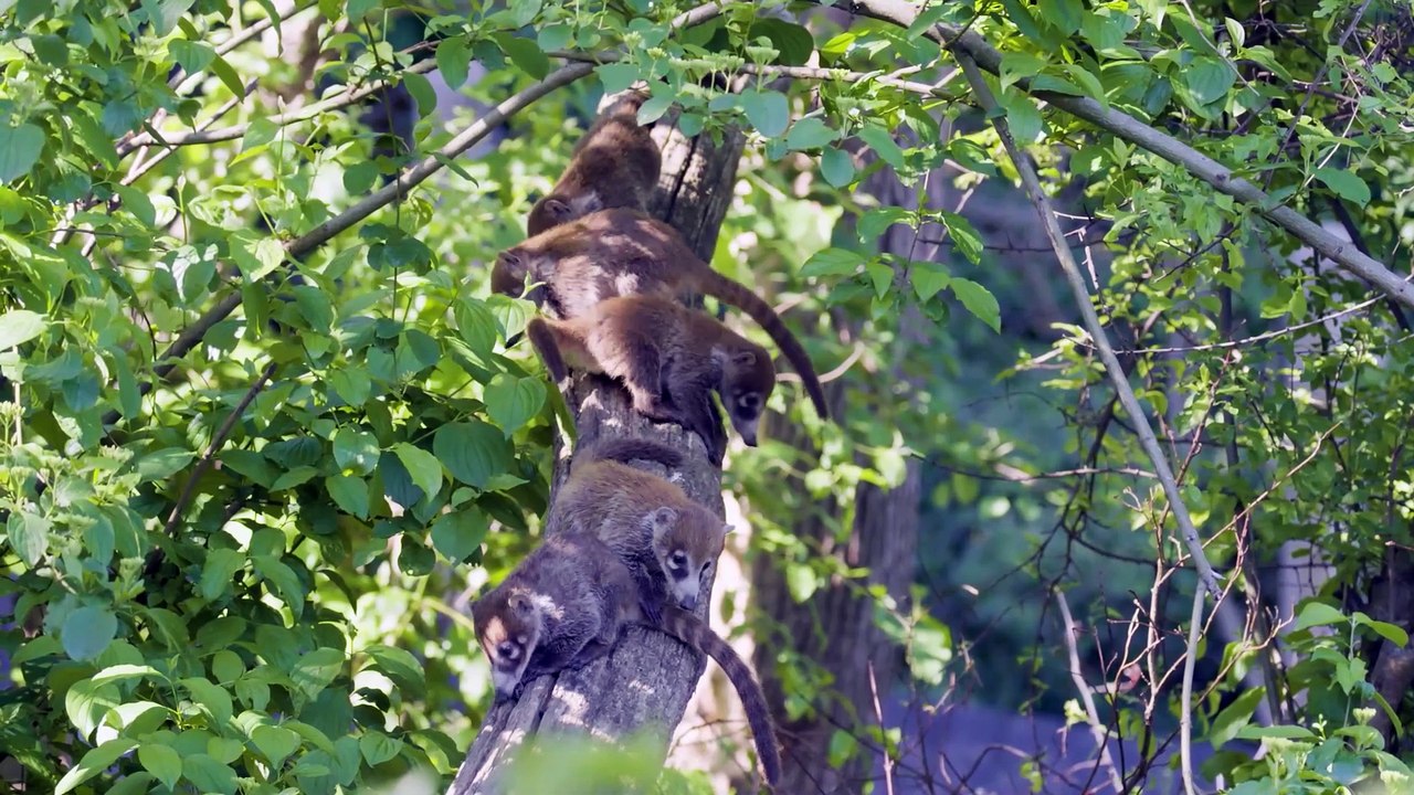 Kleine Kletterkünstler  10 Nasenbären-Jungtiere erobern den Tiergarten Schönbrunn