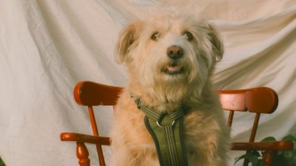 Photographer Offering Free Portraits Surprised When Neighbor Brings Dog | Happily TV