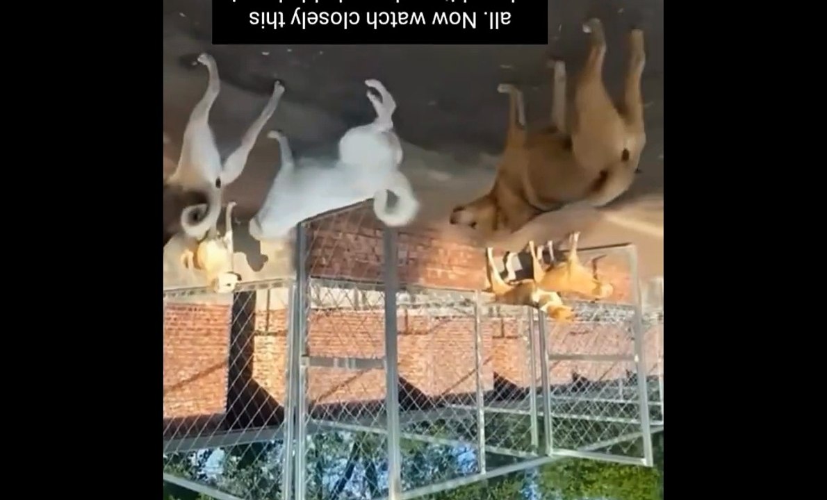 Alpha dog fear
