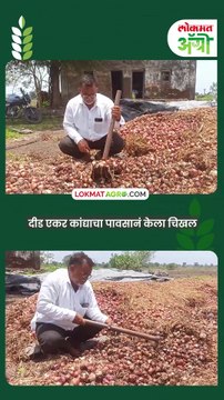 दीड एकर कांद्याचा पावसानं केला चिखल