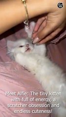 Meet Alfie The tiny kitten with full of energy, a scratcher obsession and endless cuteness!
