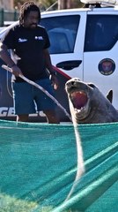 Un león marino vaga por las calles de Ciudad del Cabo