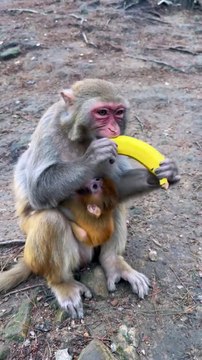 Multi-tasking at its Cutest Baby on Board, Bananas Incoming!