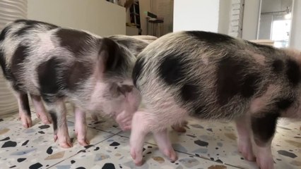 The amazing therapy for war-affected Ukrainians with piglets