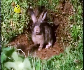 Come Outside - Rabbits