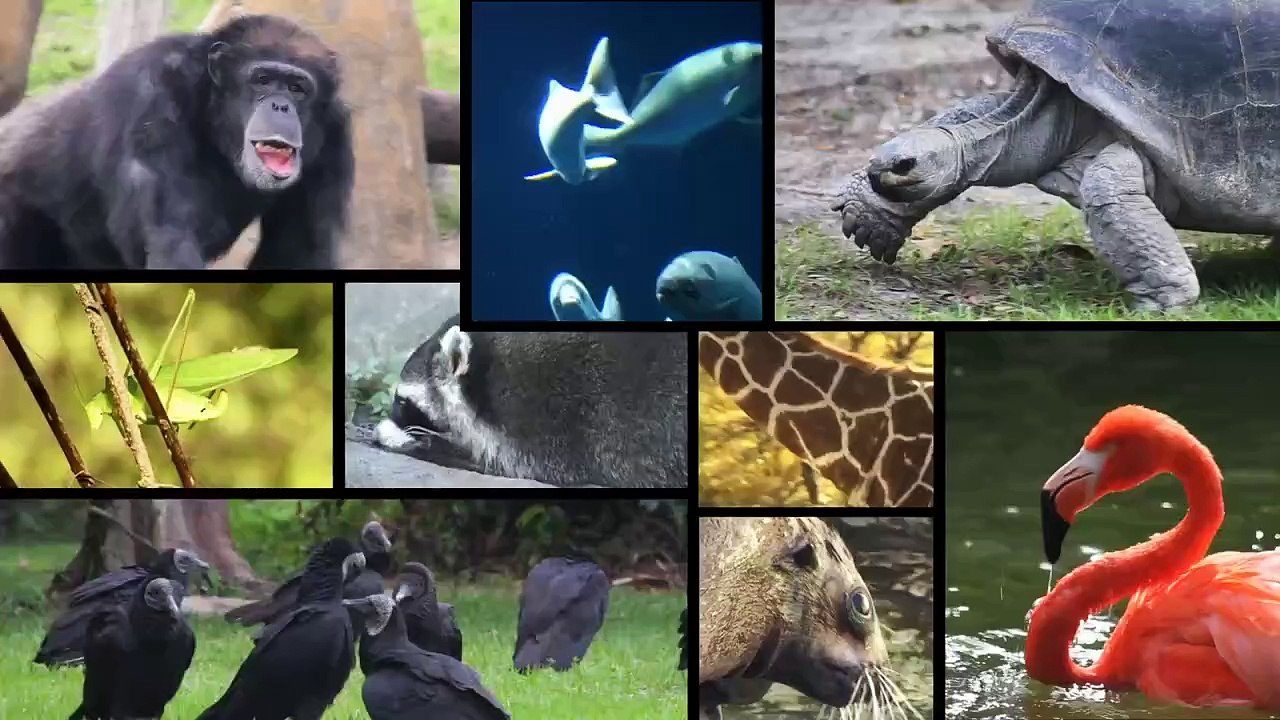 These Migratory Species Are Not Threatened By Extinction