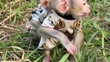 Heartwarming Moments of Baby Monkeys in Nature #viral